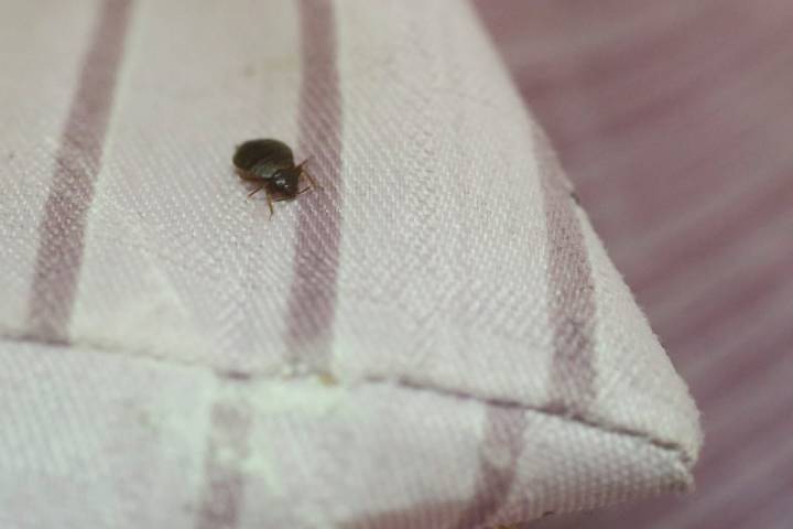 ¿Por qué las chinches pican varias veces seguidas?