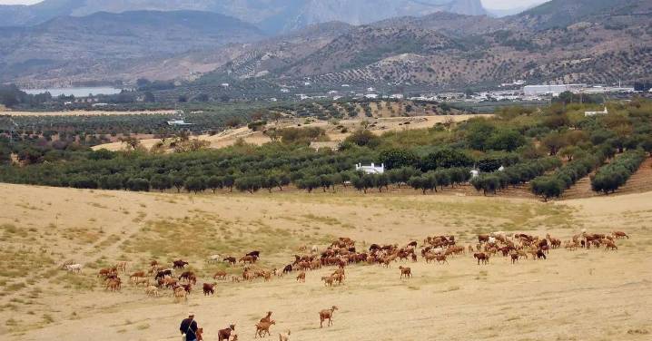 Esta la mejor ruta de senderismo que puedes hacer en octubre en Málaga: es una de las más bonitas de la Gran Senda