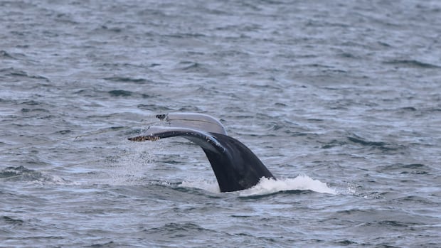 Rescuers free humpback whale entangled in 137 metres of rope near Nanaimo, B.C.