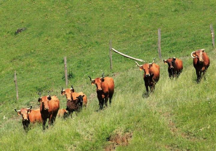 Un brote de tuberculosis bovina obliga a sacrificar 90 vacas en una ganadería de Bergara