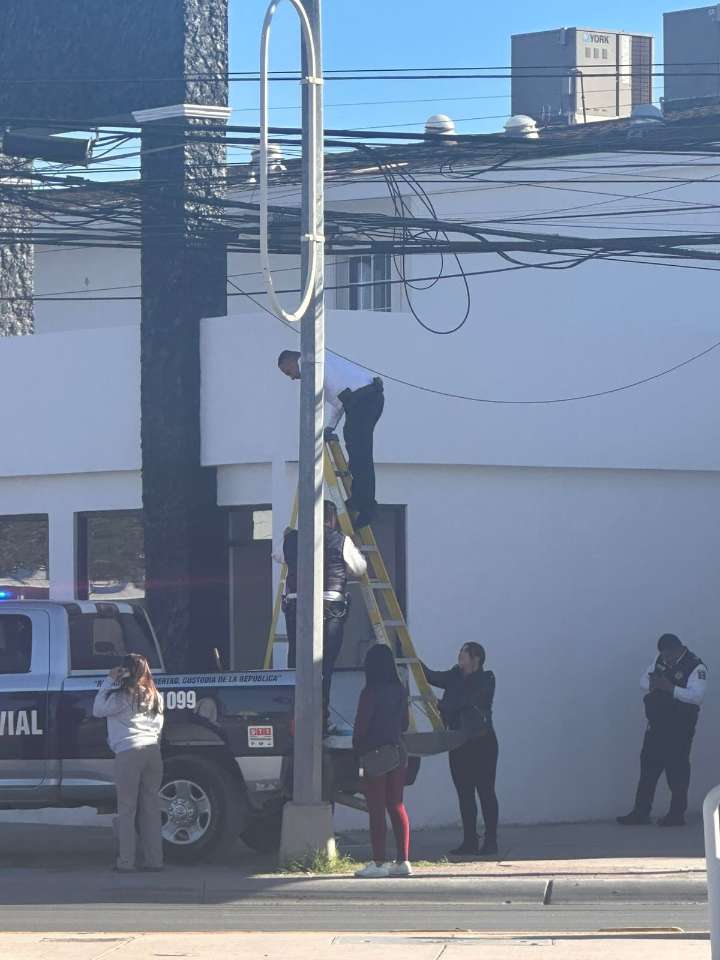 Rescatan agentes viales a gatito de entre los cables de electricidad en la Gómez Morin