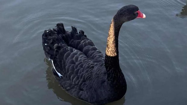 This 'naughty' black swan has been evicted from Shakespeare's hometown