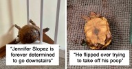 29 Times People Captured Turtles Being Ridiculous And Adorable