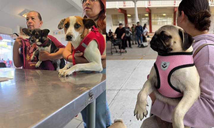Rescatan en Juárez a más de 500 animales víctimas de maltrato