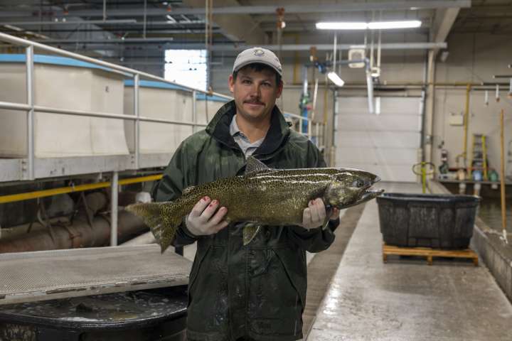 ‘North Dakota Outdoors’ webcast highlights hatchery salmon spawning operation