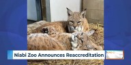Niabi Zoo earns national reaccreditation, prepares for Halloween finale
