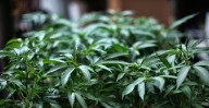 Cannabis lawsuit against ADHS, governor and chief of staff dismissed