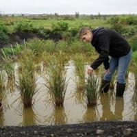 Growing rice in the UK 'not so crazy' as climate warms