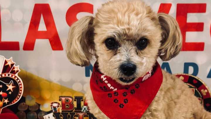 Paws & Hearts celebrates the start of year 26