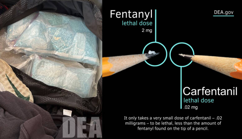 Law enforcement seizes over 50,000 carfentanil pills bound for Puget Sound region