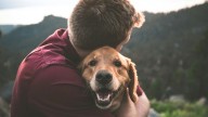 Ni donar ni apadrinar: el gesto definitivo que salva la vida a los animales abandonados
