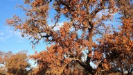 Los ecologistas extremeños alertan del brote de una "economía en torno al fuego"