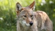Coyote grabs child in Portland's Alameda neighborhood