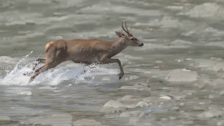 Sorpresa en Puerto Vallarta: un venado silvestre es captado en VIDEO intentando cruzar el Río Cuale