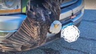 VIDEO: Bald eagle gets stuck in grille of pickup truck