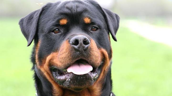 Condenan a padre e hija por el brutal ataque de su rottweiler: deberán pagar $6 millones a una vendedora ambulante