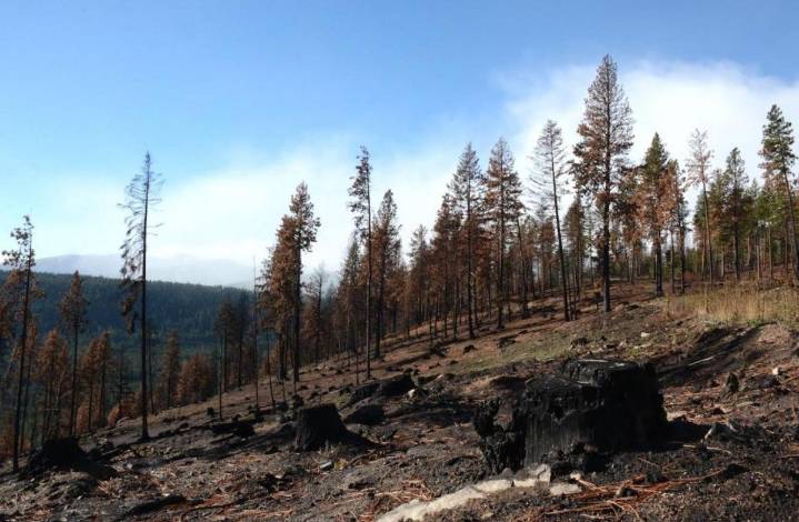 Viewpoint: Public lands and the hallucination of nature