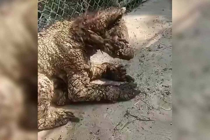 Clausuran el zoológico La Pastora, en Nuevo León, por el caso de la osa Mina