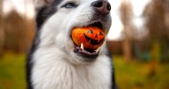 Dog owners issued 'do not' Halloween warning