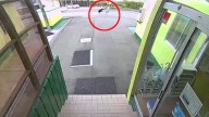 Los gritos desgarradores de una anciana al ser atacada por un oso