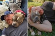 WWE Superstar Sheamus Mourns the Death of His Dog Betty Weeks After She Completed Chemo