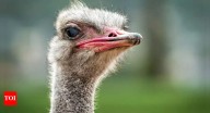 10 surprising facts about ostriches that will shock you
