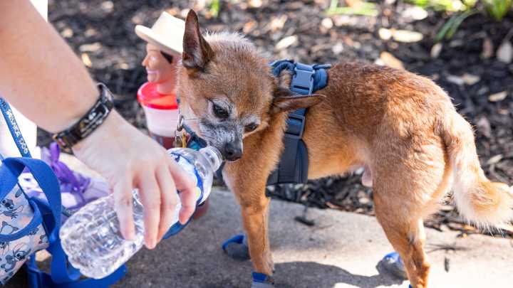 From barks to words: Researchers aim to translate dog sounds with AI
