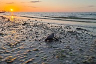 Liberan a más de 375 mil crías de tortugas en cuatro municipios de Yucatán