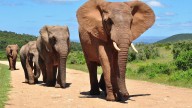 La extinción global actual aún no es comparable a la de los dinosaurios, pero avanza imparable
