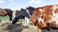 See bovine, chickens, foxes at Cows and Coffee at Asam Acres