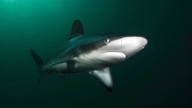 Scientists Explain Why 'Harmless' Sharks Devoured Swimmer in Chilling World First