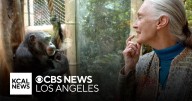 Renowned climatologist Jane Goodall, who shaped world's knowledge of chimpanzees, dies at 91
