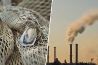 De "pijada gastronómica" a "estrategia climática": así están usando las ostras para frenar el calentamiento global