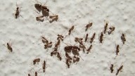 Los expertos no dan crédito: ya hay más de 1.200 especies no nativas en la península ibérica