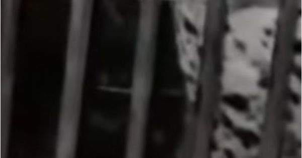 El impresionante animal salvaje que llegó a Salta: todos se sorprendieron al verlo