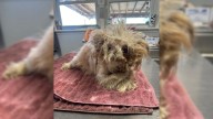 Pennsylvania Dog’s Overgrown Fur Uncovers Painful Medical Problems That Melt Hearts