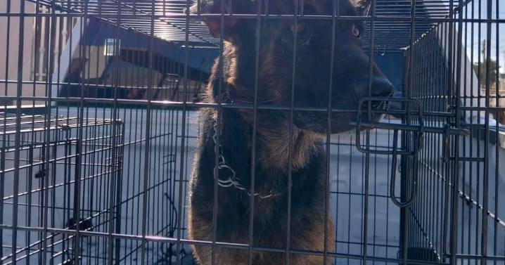Rescatan a dos perros por maltrato animal en Ensenada
