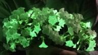 Resistente, perfumada y casi sin cuidados: la planta que puede iluminar tu jardín cuando todo parece apagado