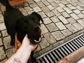 Qué significa acariciar perros de la calle, según la psicología
