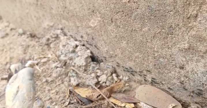 Las hormigas de Piedras Redondas