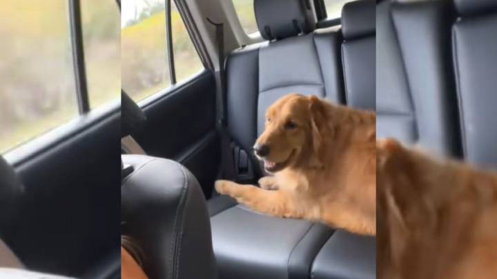 Pennsylvania Woman Asks Mom For Update After Dog Grooming And The Result Has Everyone Howling