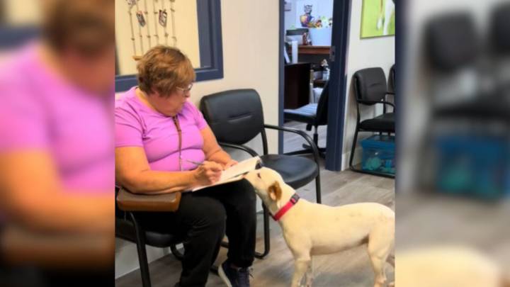 Florida Shelter Dog Shows Pure Happiness When She Finds Out She's Going To A Family