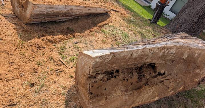 Family fears tree will crash into their bedrooms