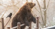 Bear rips off man's head as he's found with horror 'scratch marks' on body
