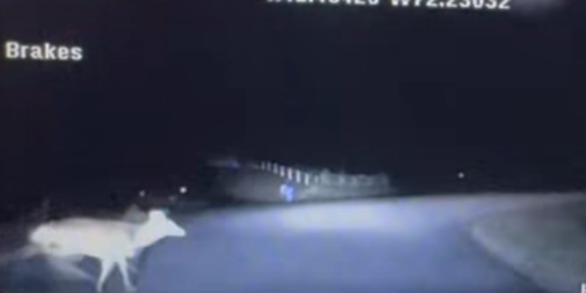 Montville Police warn residents to watch out for deers while driving this season