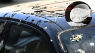 Cómo usar el bicarbonato de sodio para limpiar la caca de paloma del auto: truco casero efectivo