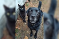 Alertan por rituales con animales en Edoméx y CDMX: piden vigilar a perros y gatos negros