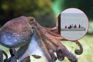 Día Internacional del Pulpo: Especies en peligro en Campeche por el cambio climático y la pesca ilegal