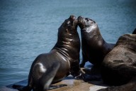 Últimos días para participar del concurso fotográfico “Mar del Plata Viva”