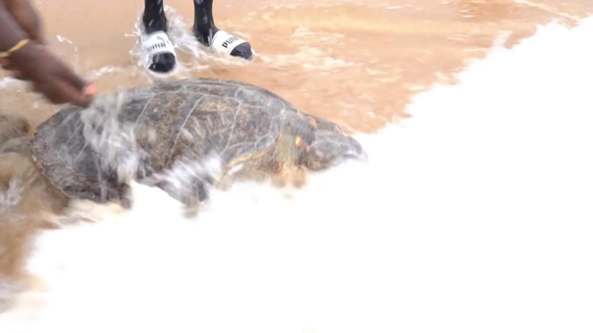 Sea turtles in Nigeria are released back to the wild after being rescued